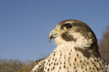 a closeup of a Peregrine falcon - Merlin crossbred raptor
