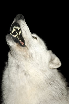 Closeup of Wolf howling isolated on black