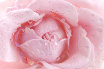 water drops on pink rose