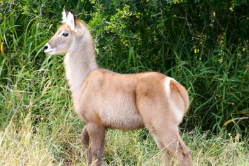 Waterbuck