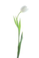 white tulips against white background