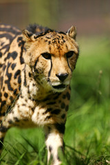 King Cheetah