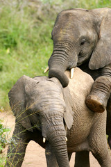 African Elephant
