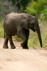 Fototapeta premium African Elephant