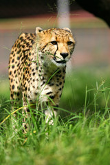 African Cheetah