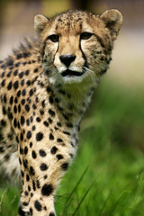 African Cheetah