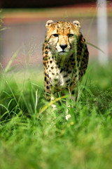 African Cheetah
