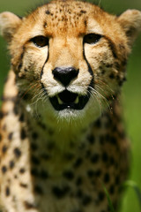 African Cheetah
