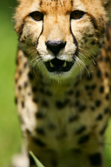 African Cheetah