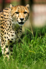 African Cheetah