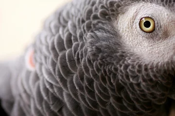 Fotobehang African Grey Parrot © Kitch Bain