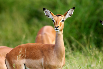 African Impala
