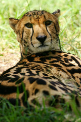 King Cheetah