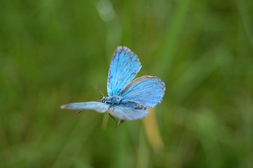 purete