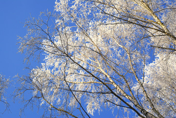 Birches in frs