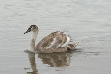 juvenille mute swan