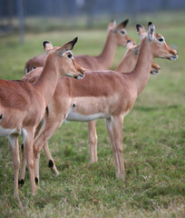 herd of deers