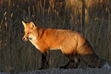 RENARD ROUX (RED FOX) (VULPES VULPES).PRIS AU YUKON,CANADA