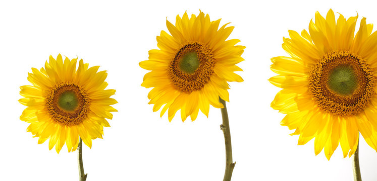 Three yellow sunflowers in spring series
