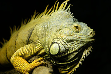 Iguana
