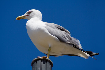 Seagull