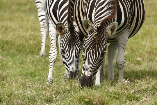 two zebras eating grass early in the morning