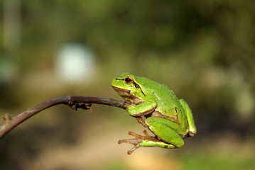 Green frog