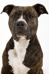 beautifull american staffordshire terrier