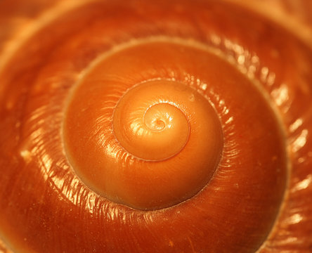 Close-up picture of a brown snail shell