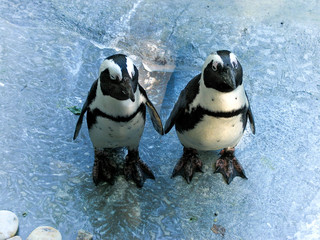 Penguin friends
