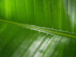 Big green banana leaf