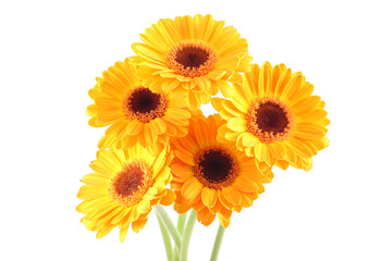 five yellow gerbera flowers isolated on white