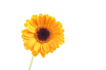 yellow gerbera flowers isolated on white