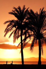 Fototapeta na wymiar summer vacation palm tree on beach