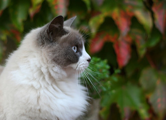 Chat angora profil © illustrez-vous