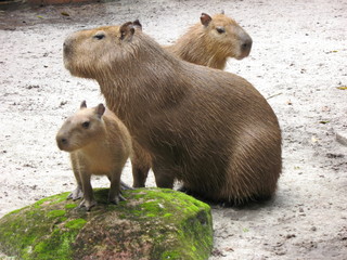 Paca, Agouti paca,  Amazonas