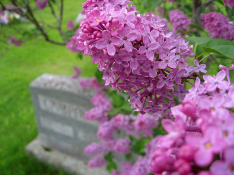 Llilac And Gravestone