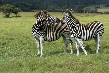 Fototapeta na wymiar two zebras playing in a field of long grass