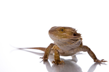 Bearded Dragon in front of a white background