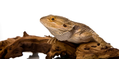 Bearded Dragon on wood