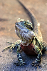 Iguana..