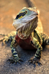 Iguana..