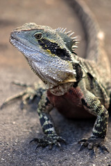 Iguana..
