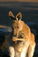 Kangaroo..