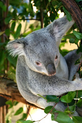 Koala Bear..