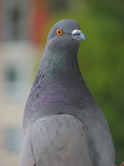 grey dove close up