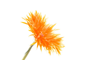 Flower Gerbera. Isolation on white.