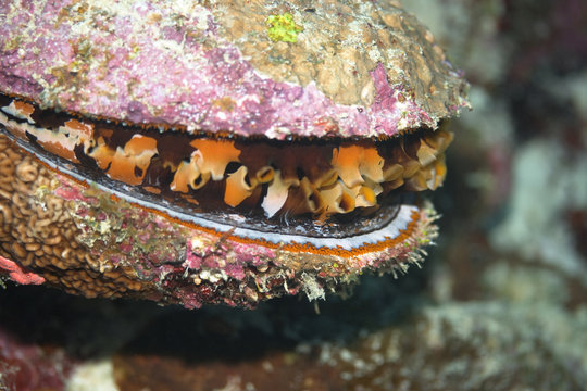 Thorny Oyster (Spondylus aurantius).