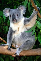 Tableaux ronds sur aluminium brossé Koala Koala..