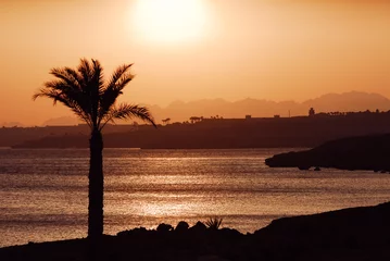 Papier Peint photo Lavable Mer / coucher de soleil palmtree sunset